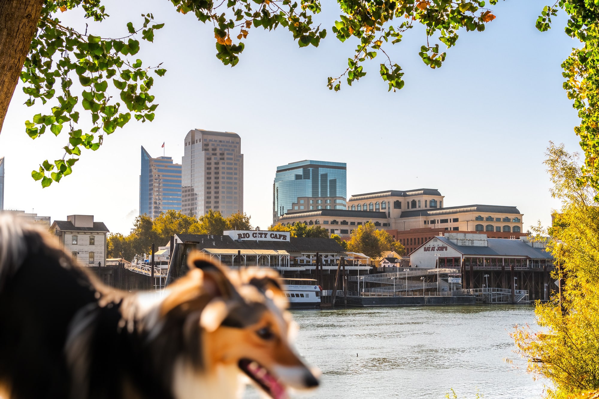 Excited dog exploring along the River Front Trail in Sacramento